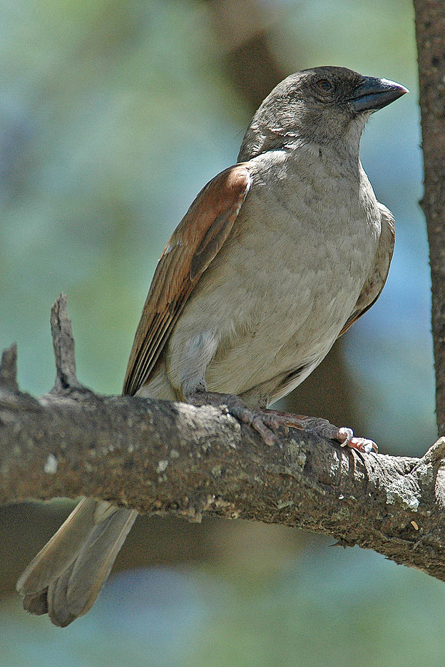 雀形目雀科雀属东非麻雀