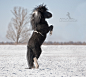 Photograph Piebald pony by Victoriya Bondarenko on 500px