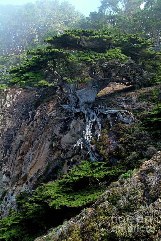 Point Lobos Veteran ...