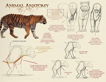 绘画教程# #绘画参考#大型猫科动物的.