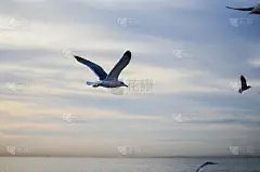 海鸥在日落时飞过海水