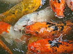 可爱的鲤鱼高清壁纸桌面壁纸3