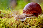 法式蜗牛,罗马风格,红色,蜗牛,湿,螺线,食品,野生动物,残酷的,小的