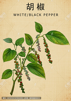 っ煴煖苜艮眸デ采集到花草