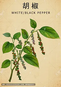 胡椒 中药胡椒 中草药胡椒 中药 中药图谱 药材医草 手绘值物花草 手绘中草药 草药 中草药包装插画 草本植物 草药包装插画 中药大全 中药插画 复古医书草药插图