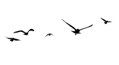 大打小闹采集到1