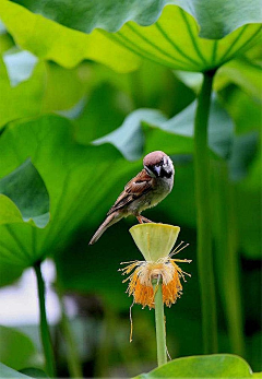 ~灵子～采集到静物风景素材