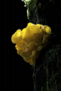 金耳(Tremella aurantialba Bandoni et Zang)，为真菌植物门真菌，又称黄木耳、茂若色尔布（藏语）、金黄银耳、黄耳、脑耳。金耳的滋补营养价值优于银耳、黑木耳等胶质菌类，是一种理想的高级筳宴佳肴和保健佳品。