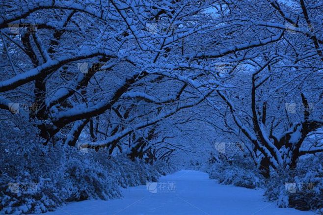 冬天,岩手县,樱桃树,成一排,自然,风景,图像,雪,公园,吉野樱花