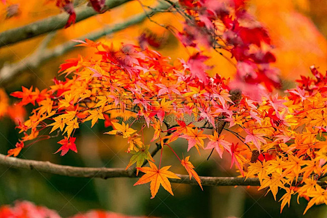 季节,秋天,红色,风景,彩色图片,日本,...