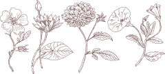 手绘素描花卉植物花朵元素铅笔画复古黑白