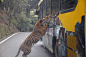 重庆狮子老虎爬观光车抢食 游客尖叫连连