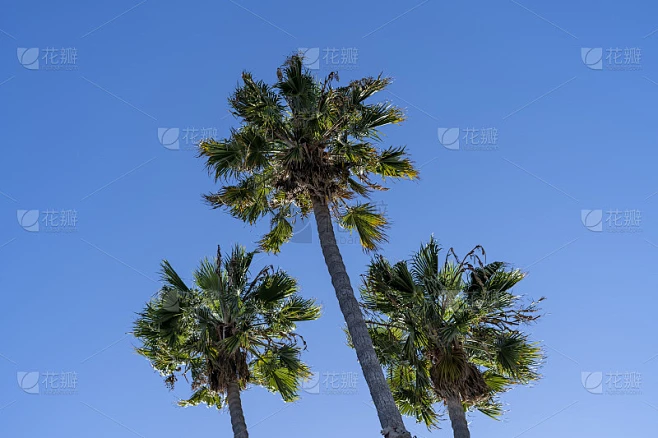 高高的棕榈树，蔚蓝的天空素材-花瓣网