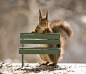 red squirrel behind a bench by Geert Weggen on 500px