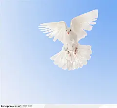 在蓝天里飞翔的白鸽特写高清摄影素材图片，桌面壁纸
