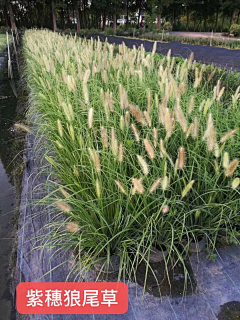小虫虫的植物园林采集到G-观赏草