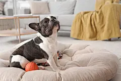 点击来源直接获取大图文件 |Cute French Bulldog in pet bed with toy at home