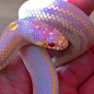 ⚠蛇类警告⚠

Pastel Pink Snake ​​​​