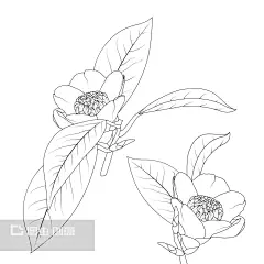 白色山茶花 - 搜索结果 - 图虫创意-全球领先正版素材库-Adobe Stock中国区战略合作伙伴