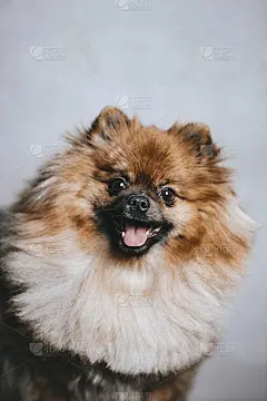 快乐的波美拉尼亚的猎犬
