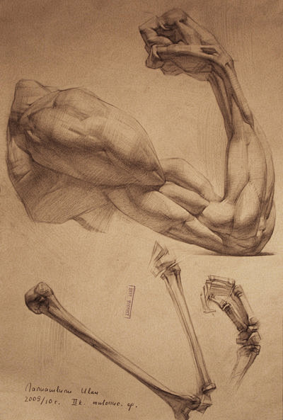男人体 手臂骨骼肌肉素描解析
