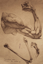 human anatomy 4 by ~ivany86 on deviantART #工艺#