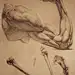 human anatomy 4 by ~ivany86 on deviantART
