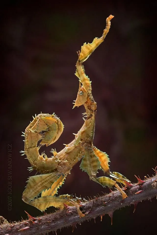竹节虫 Extatosoma tiaratum ~ Extatosoma tiaratum (common names Giant ...