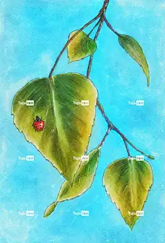 白桦树 绘画 瓢虫 昆虫 叶子 自然 树叶 草图 画画 水彩
