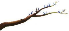徐姓大龄青年采集到Creative | plant material