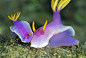 Colourful sea creatures on MSN Photos