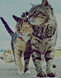//@我是一只来自北方的猫:转发微博