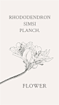 杜鹃花（学名：Rhododendron simsii Planch.），又名映山红、山石榴，为常绿或平常绿灌木。杜鹃花的花语：永远属于你。代表爱的喜悦，据说喜欢此花的人纯真无邪。 