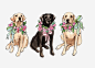 拉布拉多犬高清素材 动物 卡通 宠物 手绘 拉布拉多 插画 狗狗 花环 金毛 免抠png 设计图片 免费下载