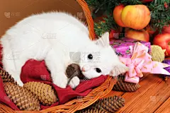 白色的猫和一只老鼠一起玩