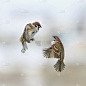 一对可爱的小麻雀在冬天的天空中飞翔，然后争吵