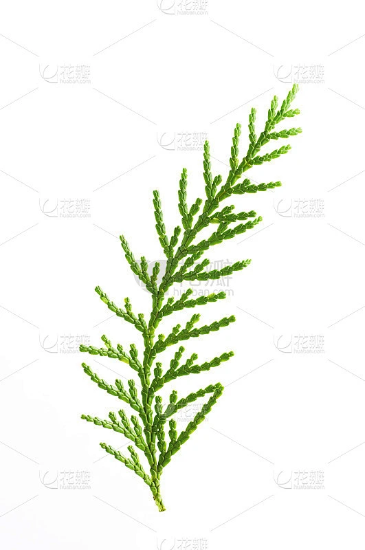 树枝的柏树素材-花瓣网