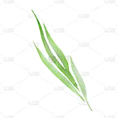 绿叶。叶植物植物园花卉叶。水彩背景设置。被隔绝的叶子例证元素.