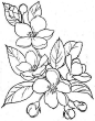 植物线稿 (192)