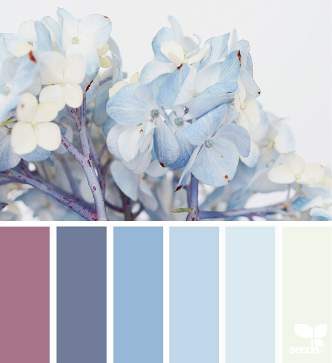 hydrangea hues