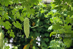 lickey采集到植物花卉