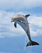 宽吻海豚语truncatus跳跃