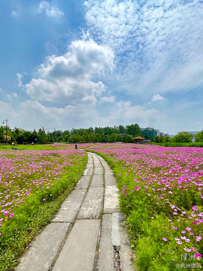 格桑花