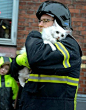 被消防员救出的猫，眼神已说明了一切