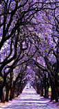  蓝花楹树的花朵，悉尼，澳大利亚