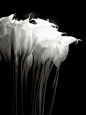 Fleurs blanches: Robert Mapplethorpe, Black And White, Calla Lilies, Art, Calla Lilly, Black White Flower, Callalilli, Flower Photography, Calla Lily