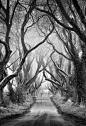 Misty Morning at The Dark Hedges in Co Antrim, Northen Ireland. The Dark Hedges is an avenue of 300 year old beech trees. Beautiful place.: 