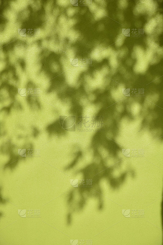 绿色的墙壁与树叶的影子