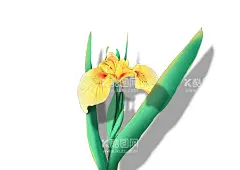 鸢尾花手绘插画  - 源文件下载【酷图网】花,花卉,植物,鲜花,画册,花朵,鸢尾花,玫瑰花,牡丹,月季花,水仙花,百合花,百合,装饰,装饰画,春天,夏天,母亲节,父亲节,情人节,女神节,海报,手绘,插画,手绘插画,广告设计,平面设计,包装设计,包装,设计,广告,壁纸,贴纸,底纹,背景,电商,绘本,点缀,元素,简约,明信片,服装,印花,分层,