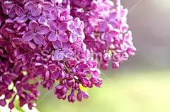春淡紫色的花，自然抽象软花卉背景#鲜花# #花束# #捧花# #植物# #花艺# #婚礼# #生日礼物# #情人节礼物# #切花# #花朵# #装饰# #浪漫# #粉色花朵# #新娘捧花# #婚礼捧花# #花毛茛# #rose# #约会# #爱情# #白背景# #生日礼物# #春天# #樱花# #桃花# #春游# #春季旅游广告# #日本樱花旅游广告# #春季折扣# #春季打折# #樱花壁纸# #樱花背景素材# #春天背景# #春天大自然# #春季郊游# #春天生机# #春天PPT背景# #春天海报背景#